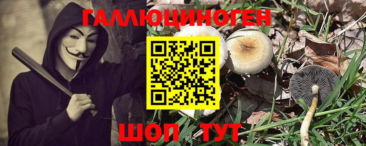 Калининград  Псилоцибиновые грибы GOLDEN TEACHER  Вход с VPN 